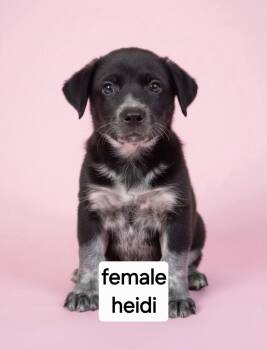 Heidi -  Australian Cattle Dog Blue Heeler Dog for Adoption in Manchester, Connecticut - Heidi | PetCurious