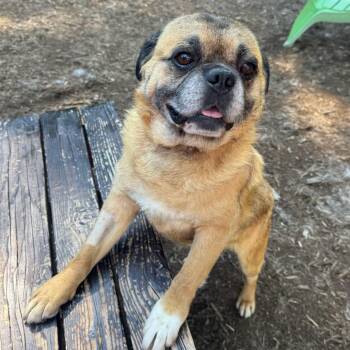 Pluto -  Pug and Jack Russell Terrier Dog for Adoption in Chester Springs, Pennsylvania - Pluto | PetCurious