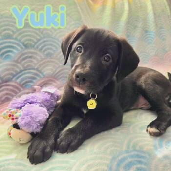 Beagle and Labrador Retriever Dogs Available for Adoption - Yuki *Beagle/Black Lab Puppy* | PetCurious