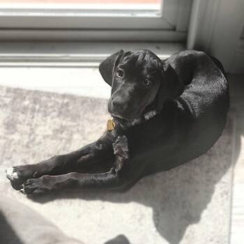 Retriever and Spaniel Dogs Available for Adoption in Fargo, North Dakota - Beeper | PetCurious