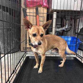 Leo -  Chihuahua Dog for Adoption in Edinburg, Texas - Leo | PetCurious