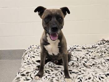 DEREK HOUGH -  Pit Bull Terrier and Mixed Breed Dog for Adoption in Auburn, California - DEREK HOUGH | PetCurious