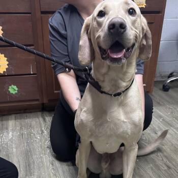 Mixed Breed Dogs Available for Adoption in Summerville, South Carolina - Babewoof | PetCurious