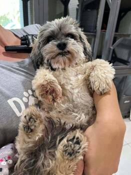 Shih Tzu and Poodle Dogs Available for Adoption - Tootsie | PetCurious