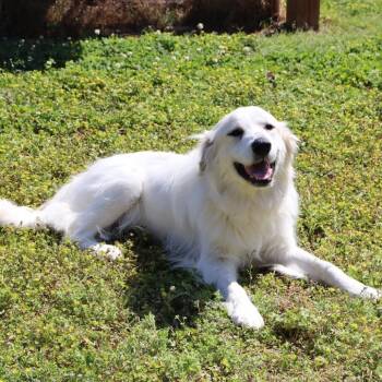Great Pyrenees Dogs Available for Adoption in Starkville, Mississippi - Snowy | PetCurious