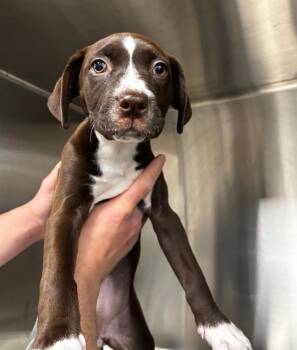 Mixed Breed Dogs Available for Adoption in Greenfield, Indiana - Cordelia | PetCurious