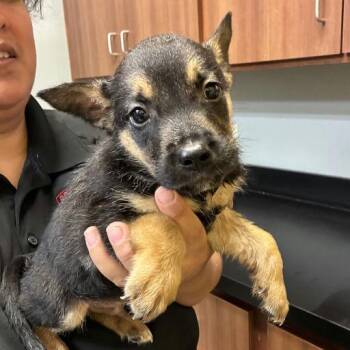 Klaus -  Shepherd and Mixed Breed Dog for Adoption in Bend, Oregon - Klaus | PetCurious
