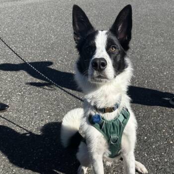 Husky and Mixed Breed Dogs Available for Adoption in Bellingham, Washington - Sully | PetCurious