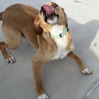 Mixed Breed Dogs Available for Adoption - Butter Scotch | PetCurious