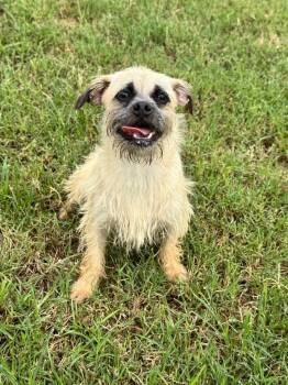 Kiwi -  Pug and Wirehaired Terrier Dog for Adoption in Canyon Lake, Texas - Kiwi | PetCurious