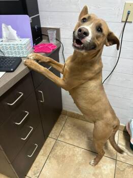 American Staffordshire Terrier Dogs Available for Adoption - Penny | PetCurious