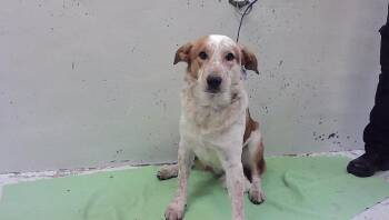 RUSS -  Australian Cattle Dog Blue Heeler and Labrador Retriever Dog for Adoption in Houston, Texas - RUSS | PetCurious