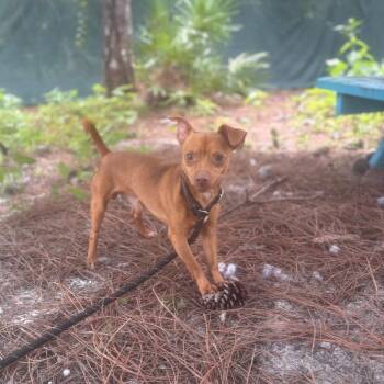 Slinky -  Mixed Breed Dog for Adoption - Slinky | PetCurious