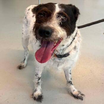 Vedder Stray Hold 7/6 -  Mixed Breed Dog for Adoption in Huntington, West Virginia - Vedder Stray Hold 7/6 | PetCurious