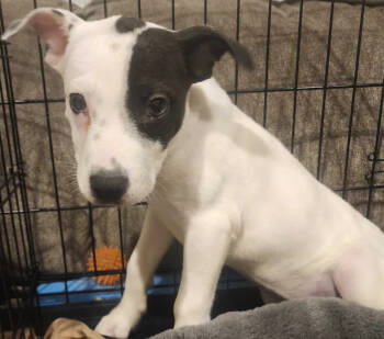 Rescue Mixed Breed Dogs for Adoption in Wyoming, Michigan - Rue | PetCurious