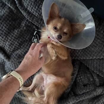Casper HW+ -  Chihuahua Dog for Adoption in Tampa, Florida - Casper HW+ | PetCurious