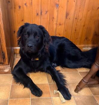 Mishka -  Newfoundland Dog Dog for Adoption in Liverpool, New York - Mishka | PetCurious