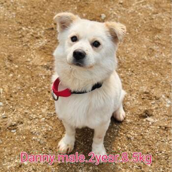 Pomeranian and Jindo Dogs Available for Adoption - DANNY | PetCurious