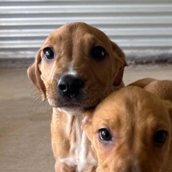 Mixed Breed Dogs Available for Adoption in Redwood Valley, California - Tuna | PetCurious