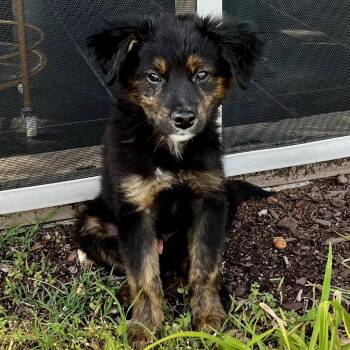 Shepherd and Mixed Breed Dogs Available for Adoption in Brownsboro, Alabama - Ragnar | PetCurious