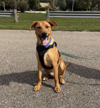 Jasper -  German Shepherd Dog and Labrador Retriever Dog for Adoption in Bloomfield Hills, Michigan - Jasper | PetCurious