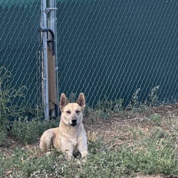 Rescue Mixed Breed Dogs for Adoption in Flagstaff, Arizona - Swan | PetCurious