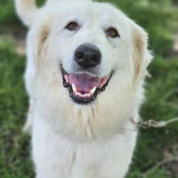 Great Pyrenees Dogs Available for Adoption in Shiloh, Illinois - Sasha So Il | PetCurious