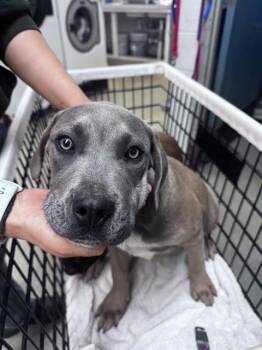 Mastiff and Mixed Breed Dogs Available for Adoption in Oklahoma City, Oklahoma - A472438 | PetCurious