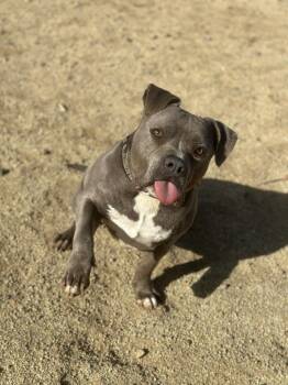 Rescue Pit Bull Terrier Dogs for Adoption in Incline Village, Nevada - Mercury | PetCurious