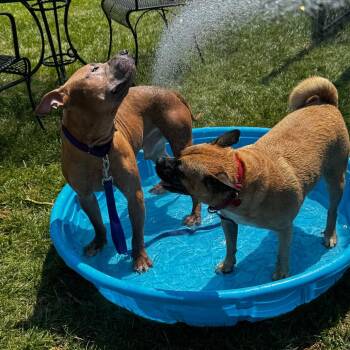 Warren -  Mixed Breed Dog for Adoption in Wheeling, Illinois - Warren | PetCurious