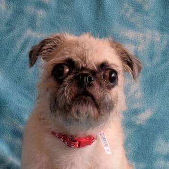 Rescue Pug and Mixed Breed Dogs for Adoption in Eureka, California - Rainy | PetCurious