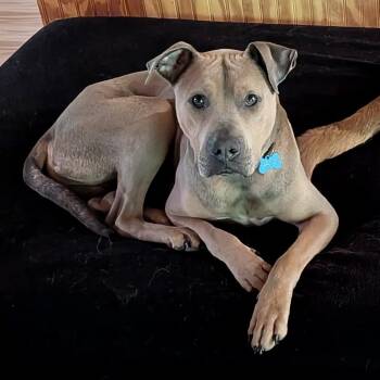 American Bulldog and Rhodesian Ridgeback Dogs Available for Adoption in Sequatchie, Tennessee - Scooby -s | PetCurious