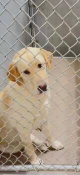 Sunny -  Labrador Retriever Dog for Adoption in San Diego, California - Sunny | PetCurious