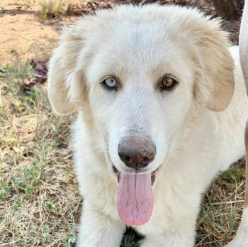 Paige -  Great Pyrenees and Mixed Breed Dog for Adoption in Mead, Colorado - Paige | PetCurious