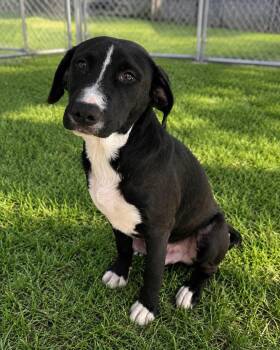 Fern -  Black Labrador Retriever and Mixed Breed Dog for Adoption in Orangeburg, South Carolina - Fern | PetCurious