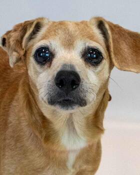 Marlene -  Beagle Dog for Adoption in Kennesaw, Georgia - Marlene | PetCurious