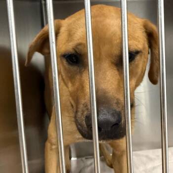 Princess Leia -  Shepherd and Terrier Dog for Adoption in Abilene, Texas - Princess Leia | PetCurious