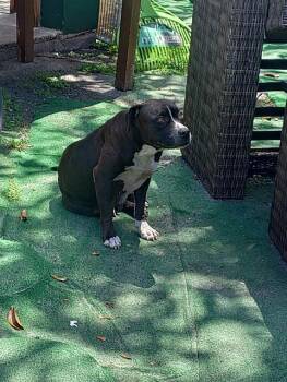 Pit Bull Terrier Dogs Available for Adoption - MICHELLE | PetCurious