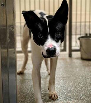 ATHENA -  Labrador Retriever Dog for Adoption in Clyde, North Carolina - ATHENA | PetCurious