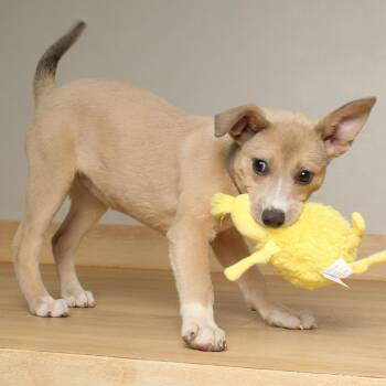 Australian Shepherd and Terrier Dogs Available for Adoption in Minnetonka, Minnesota - Leviosa D68967 | PetCurious