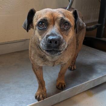 Chica Stray Hold 9/9 -  Mixed Breed Dog for Adoption in Huntington, West Virginia - Chica Stray Hold 9/9 | PetCurious