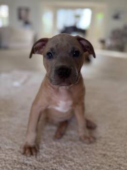 Omelette -  Pit Bull Terrier and Boxer Dog for Adoption in Phoenix, Arizona - Omelette | PetCurious