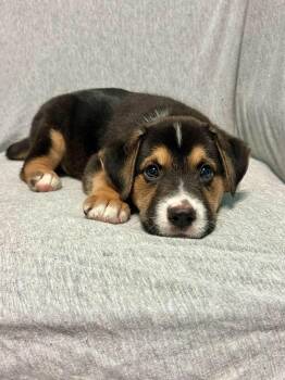Memphis -  Australian Shepherd Dog for Adoption in Walker, Louisiana - Memphis | PetCurious