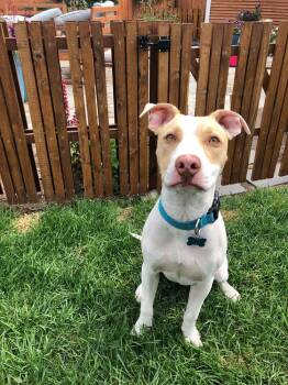 Rescue Pit Bull Terrier Dogs for Adoption in Spokane, Washington - Roulette | PetCurious