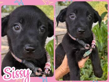 Sissy -  Labrador Retriever Dog for Adoption in Ringwood, New Jersey - Sissy | PetCurious