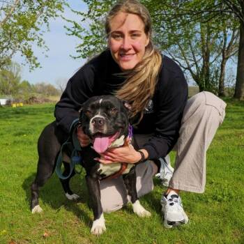 Terrier and Pit Bull Terrier Dogs Available for Adoption in Elyria, Ohio - Gucci | PetCurious