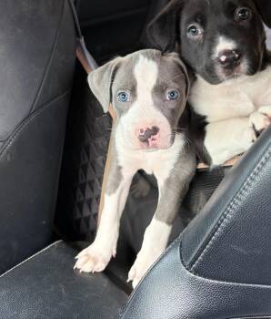 Pit Bull Terrier and Mixed Breed Dogs Available for Adoption in Fayetteville, Arkansas - Toast | PetCurious