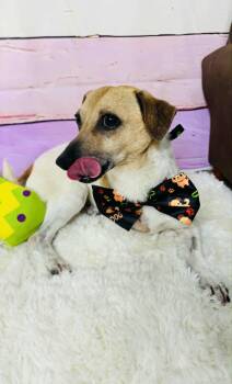 Chihuahua Dogs Available for Adoption in Houston, Texas - Bingo | PetCurious