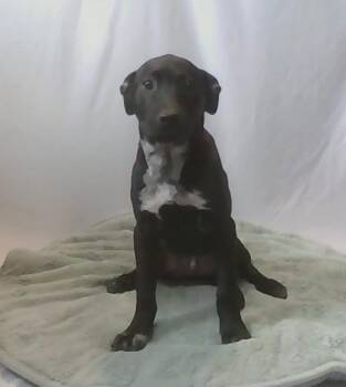 Tigger -  Mixed Breed Dog for Adoption in Georgetown, South Carolina - Tigger | PetCurious