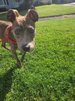 Stella -  Mixed Breed Dog for Adoption in Rochester, New York - Stella | PetCurious